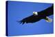 USA, Alaska, Southeast, Ketchikan, Bald Eagle-Savanah Stewart-Premier Image Canvas