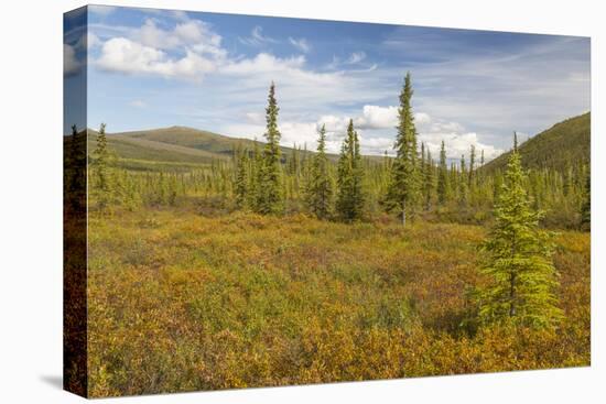 USA, Alaska, Steese Highway. Subalpine tundra landscape.-Jaynes Gallery-Premier Image Canvas