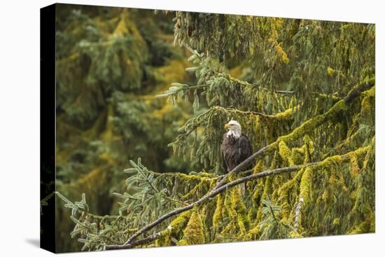 USA, Alaska, Tongass National Forest. Bald eagle in tree.-Jaynes Gallery-Premier Image Canvas