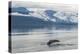 USA, Alaska, Tongass National Forest. Humpback whale diving.-Jaynes Gallery-Premier Image Canvas