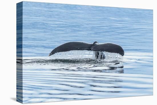 USA, Alaska, Tongass National Forest. Humpback whale diving.-Jaynes Gallery-Premier Image Canvas