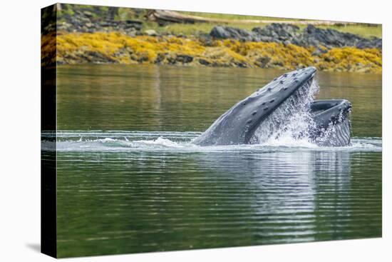 USA, Alaska, Tongass National Forest. Humpback whale lunge feeds.-Jaynes Gallery-Premier Image Canvas
