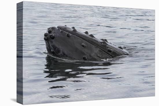 USA, Alaska, Tongass National Forest. Humpback whale's head breaks surface.-Jaynes Gallery-Premier Image Canvas