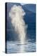 USA, Alaska, Tongass National Forest. Humpback whale spouts on surface.-Jaynes Gallery-Premier Image Canvas