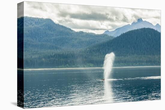 USA, Alaska, Tongass National Forest. Humpback whale spouts on surface.-Jaynes Gallery-Premier Image Canvas
