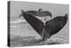 USA, Alaska, Tongass National Forest. Humpback whales diving.-Jaynes Gallery-Premier Image Canvas