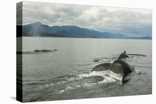 USA, Alaska, Tongass National Forest. Humpback whales surfacing & diving.-Jaynes Gallery-Premier Image Canvas
