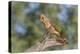 USA, Arizona, Amado. Female Cardinal on Branch-Wendy Kaveney-Premier Image Canvas