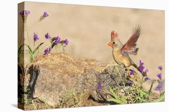 USA, Arizona, Amado. Female Cardinal with Wings Spread-Wendy Kaveney-Premier Image Canvas