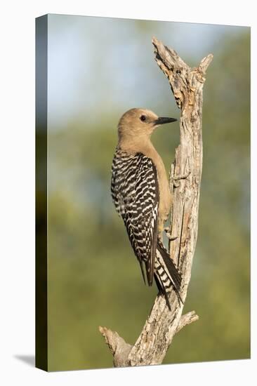 USA, Arizona, Amado. Female Gila Woodpecker on Dead Tree Trunk-Wendy Kaveney-Premier Image Canvas