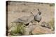 USA, Arizona, Amado. Male and Female Gambel's Quail with Chicks-Wendy Kaveney-Premier Image Canvas