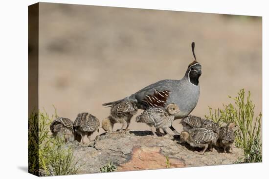 USA, Arizona, Amado. Male Gambel's Quail and Chicks on a Rock-Wendy Kaveney-Premier Image Canvas