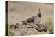 USA, Arizona, Amado. Male Gambel's Quail and Chicks on a Rock-Wendy Kaveney-Premier Image Canvas