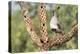 USA, Arizona, Amado. Male Gambel's Quail on Cholla Cactus Skeleton-Wendy Kaveney-Premier Image Canvas