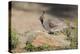 USA, Arizona, Amado. Male Gambel's Quail Perched on a Rock-Wendy Kaveney-Premier Image Canvas