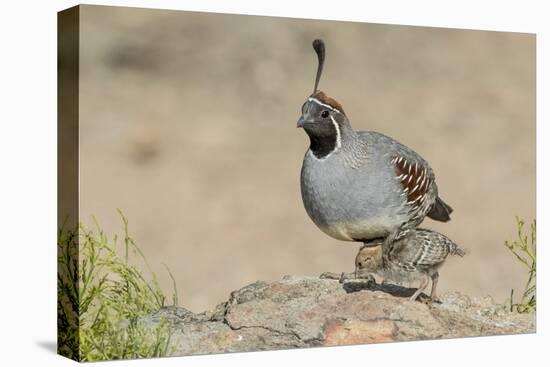 USA, Arizona, Amado. Male Gambel's Quail with Chick-Wendy Kaveney-Premier Image Canvas