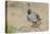 USA, Arizona, Amado. Male Gambel's Quail with Chick-Wendy Kaveney-Premier Image Canvas