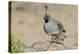 USA, Arizona, Amado. Male Gambel's Quail with Chick-Wendy Kaveney-Premier Image Canvas