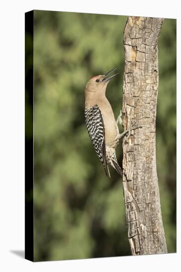 USA, Arizona, Amado. Male Gila Woodpecker on Dead Tree Trunk-Wendy Kaveney-Premier Image Canvas