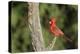 USA, Arizona, Amado. Male Northern Cardinal on Dead Tree-Wendy Kaveney-Premier Image Canvas