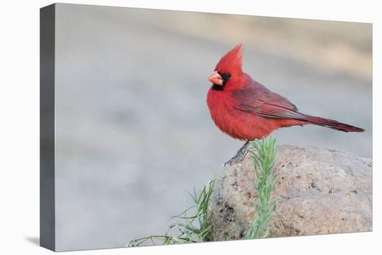 USA, Arizona, Amado. Male Northern Cardinal Perched on Rock-Wendy Kaveney-Premier Image Canvas