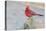 USA, Arizona, Amado. Male Northern Cardinal Perched on Rock-Wendy Kaveney-Premier Image Canvas