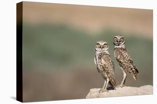 USA, Arizona, Buckeye. a Pair of Burrowing Owls-Wendy Kaveney-Premier Image Canvas