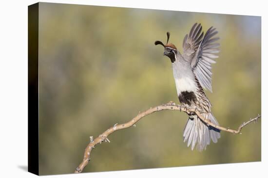 USA, Arizona, Buckeye. Female Gambel's Quail Raises Wings on Branch-Wendy Kaveney-Premier Image Canvas