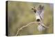 USA, Arizona, Buckeye. Female Gambel's Quail Raises Wings on Branch-Wendy Kaveney-Premier Image Canvas