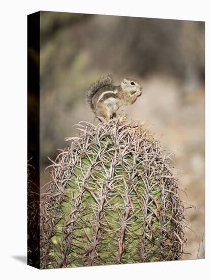 USA, Arizona, Buckeye. Harris's Antelope Squirrel on Barrel Cactus-Wendy Kaveney-Premier Image Canvas