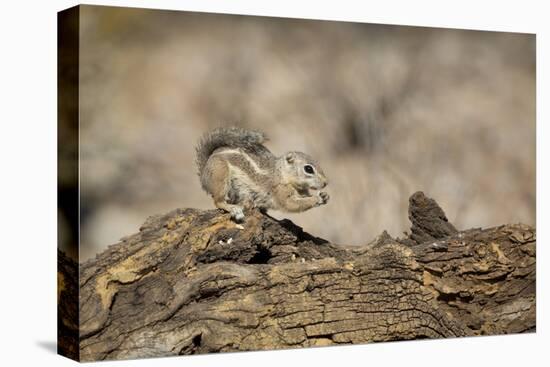 USA, Arizona, Buckeye. Harris's Antelope Squirrel on Log-Wendy Kaveney-Premier Image Canvas