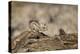 USA, Arizona, Buckeye. Harris's Antelope Squirrel on Log-Wendy Kaveney-Premier Image Canvas