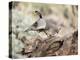 USA, Arizona, Buckeye. Male and Female Gambel's Quail on Log-Wendy Kaveney-Premier Image Canvas