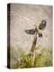USA, Arizona, Buckeye. Male Gila Woodpecker Lands on Cholla Skeleton-Wendy Kaveney-Premier Image Canvas