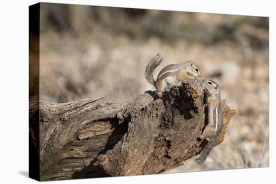 USA, Arizona, Buckeye. Two Harris's Antelope Squirrels on Log-Wendy Kaveney-Premier Image Canvas