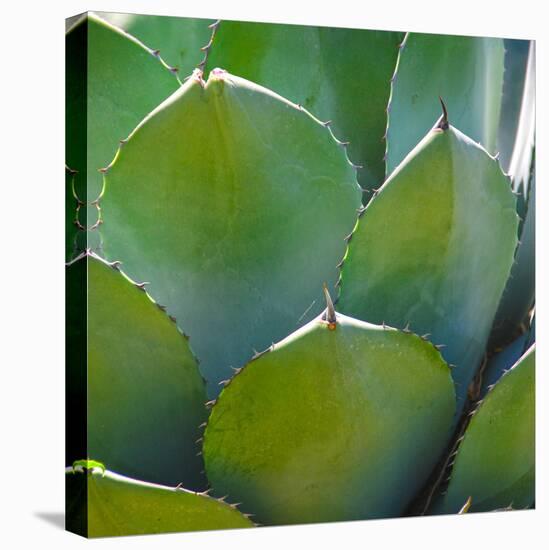 USA, Arizona. Close-up of succulent plant in Phoenix Botanical Gardens-Anna Miller-Premier Image Canvas