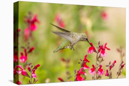 USA, Arizona, Desert Botanic Garden. Feeding hummingbird.-Jaynes Gallery-Premier Image Canvas