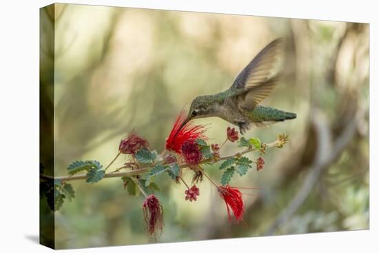 USA, Arizona, Desert Botanic Garden. Hummingbird feeding on bottlebrush flower.-Jaynes Gallery-Premier Image Canvas