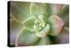 USA, Arizona. Detail of succulent plant.-Jaynes Gallery-Premier Image Canvas