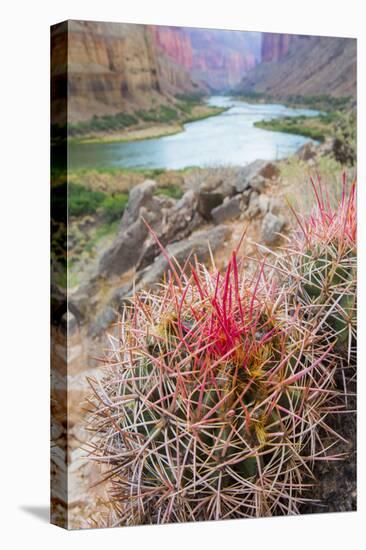 Usa, Arizona, Grand Canyon National Park. Barrel Cactus and Colorado River.-Merrill Images-Premier Image Canvas