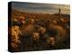 USA, Arizona, Kofa National Wildlife Area. Mountain and desert landscape at sunrise.-Jaynes Gallery-Premier Image Canvas