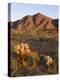 USA, Arizona, Kofa National Wildlife Refuge, Brittlebush-John Barger-Premier Image Canvas