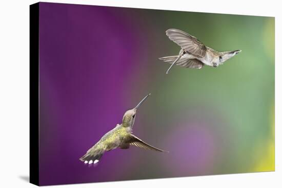 USA, Arizona, Madera Canyon. Two Female Hummingbirds in Flight-Jaynes Gallery-Premier Image Canvas