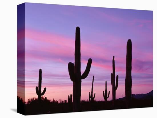 USA, Arizona, Organ Pipe Cactus National Monument-John Barger-Premier Image Canvas