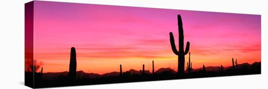 Usa, Arizona, Organ Pipe National Monument, Sunset-Robert Glusic-Premier Image Canvas