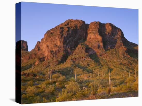USA, Arizona, Picacho Peak State Park, Sunrise Light on Steep Cliffs with Saguaro Cacti-John Barger-Premier Image Canvas
