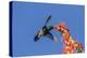 USA, Arizona, Sabino Canyon. Male broad-billed hummingbird feeding on ocotillo blossoms.-Jaynes Gallery-Premier Image Canvas