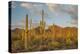 USA, Arizona, Saguaro National Park. Desert Landscape-Cathy & Gordon Illg-Premier Image Canvas
