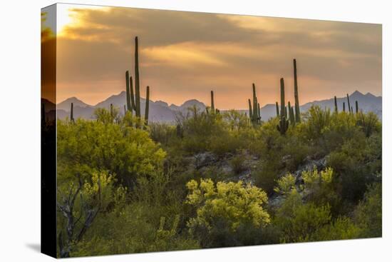 USA, Arizona, Saguaro National Park. Desert Landscape-Cathy & Gordon Illg-Premier Image Canvas