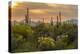 USA, Arizona, Saguaro National Park. Desert Landscape-Cathy & Gordon Illg-Premier Image Canvas